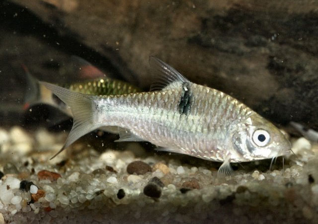 Puntius binotatus (Valenciennes, 1842)